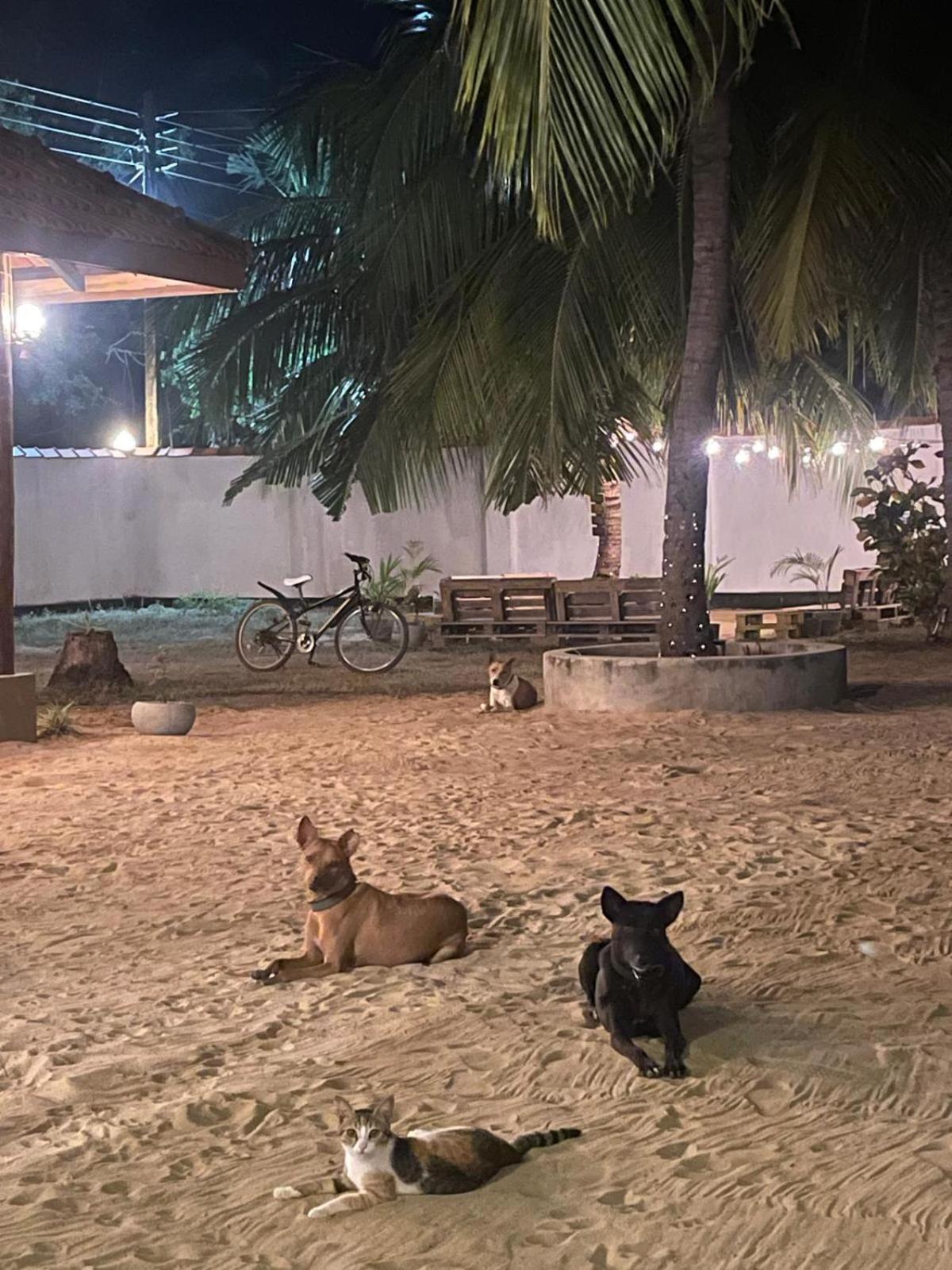 Sea Sand Resort Kalpitiya Exterior photo